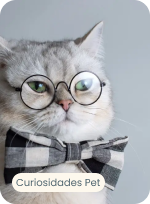 20 nomes para gatos, confira mais de 200!