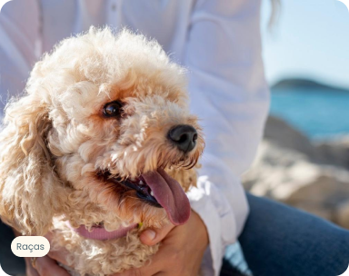 15 raças de cachorro peludo super fofas